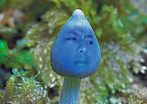 Blue mushroom is China's new internet meme, Asia News - AsiaOne