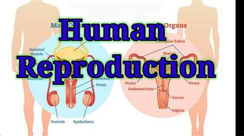 Reproduction In Humans