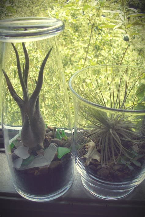 Air Plant Terrariums by HiddenStash on DeviantArt