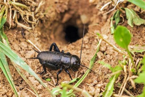 Cricket Facts and Keeping Crickets as Pets | The Old Farmer's Almanac