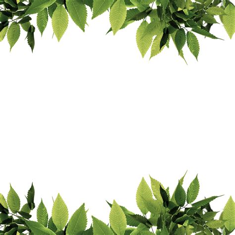 Leaves Border PNG Images Transparent Free Download