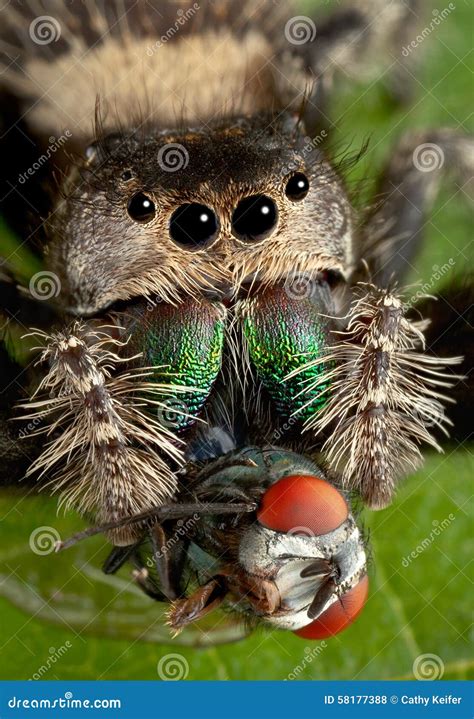 Jumping Spider with Fangs in Fly Stock Photo - Image of nature, amazing ...