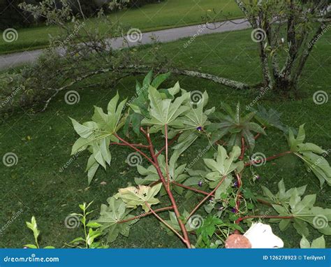 Wind Damage from Tropical Storm Gordon Stock Image - Image of leaves, damage: 126278923