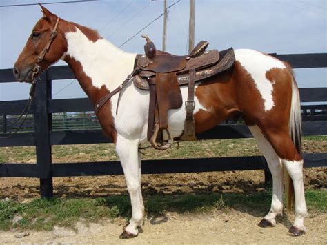 Tobiano Horses for Sale