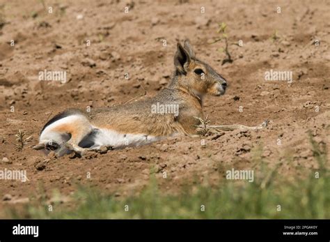 Patagonia desert animals hi-res stock photography and images - Alamy