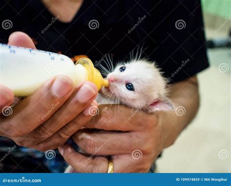 Feeding Baby Cats the Milk in the Bottle. Stock Image - Image of nipple ...