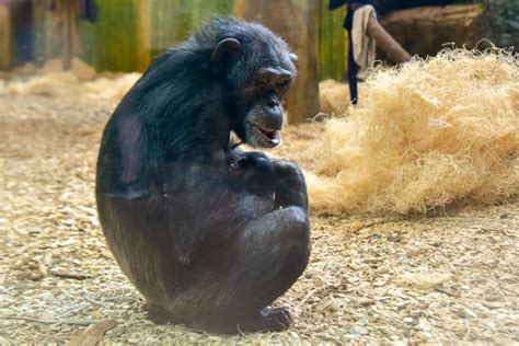 New baby chimp at the Maryland Zoo needs a name - WTOP News