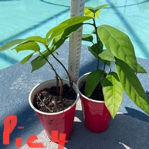 Hass Avocado Plant From Seed - Etsy