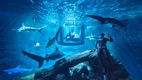 Would You Try Airbnb’s Underwater Room in a Shark Tank? | Architectural ...