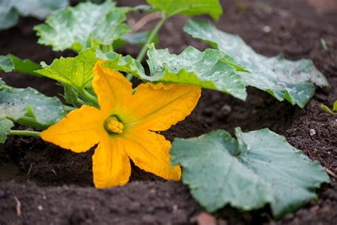 Female Zucchini Flowers » Much More Than Just a Girl