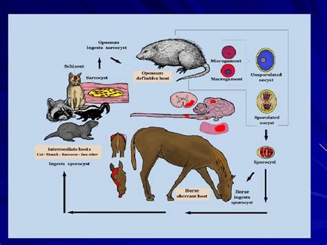 Apicomplexa structure Phylum Apicomplexa Class Sporozoea Subcl Coccidia