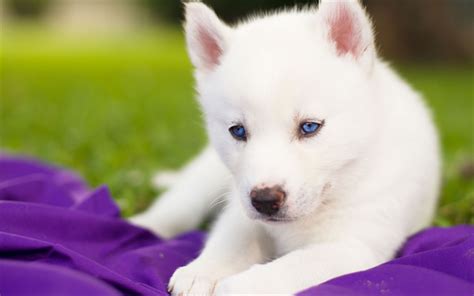 Download wallpapers puppy, husky, small dog, white fluffy husky, pets ...