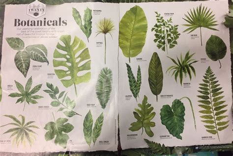 Tropical Plants Names