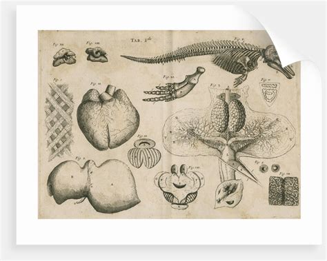 Anatomy of the porpoise posters & prints by Anonymous