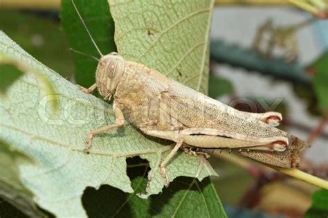 Locusts eating grape leaves | Stock Photo | Colourbox