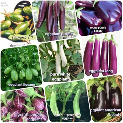 9 varieties of eggplant seeds | Shopee Philippines