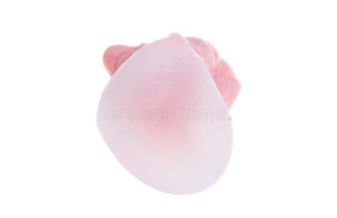 Pink gum isolated stock photo. Image of food, treat - 252941316