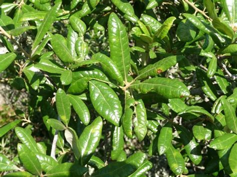 Oak Trees Native to Central Florida - Sharons Florida