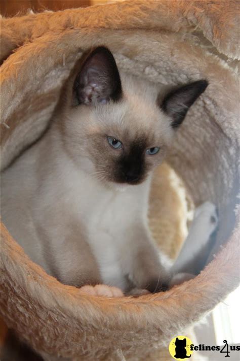 Ragdoll Kitten for Sale: Adorable Ragamese Kittens 9 Yrs and 8 Mths old