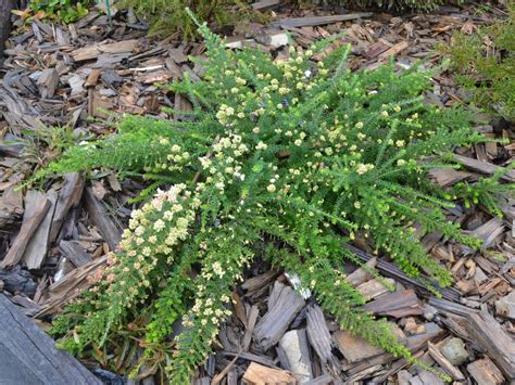 Grevillea lanigera – Woolly Grevillea | Gardening With Angus