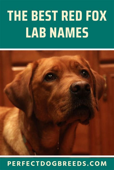 Red Fox Lab Names | Fox red lab, Fox red labrador, Fox red labrador puppy