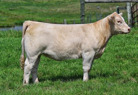 Holtkamp Cattle Co: PB Charolais heifer.