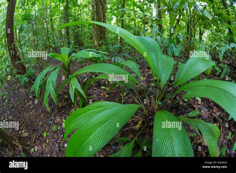 Lowland tropical rainforest understory vegetation dominated by (Cyclanthaceae) plants, Osa ...