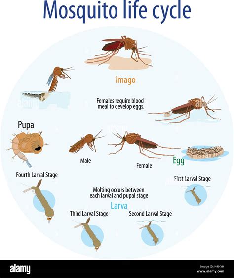 Mosquito Larvae Life Cycle