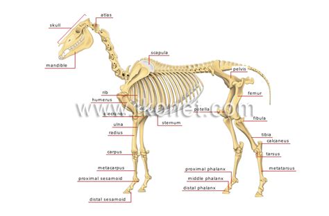 animal kingdom > ungulate mammals > horse > skeleton of a horse image - Visual Dictionary