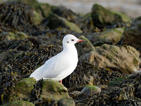 Black-headed Gull | BirdForum