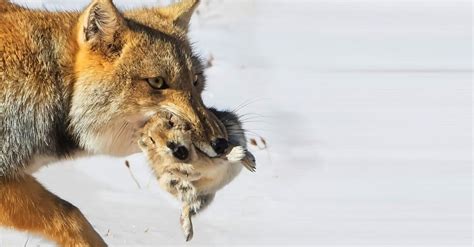 Tibetan Fox - A-Z Animals