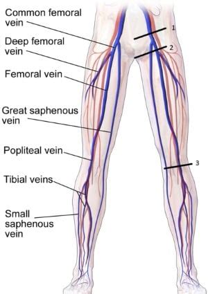 Popliteal Artery And Vein