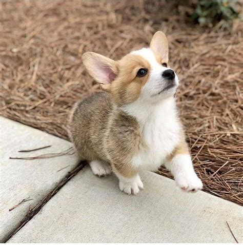 Corgi | The Funny Dog on Instagram: “Cuddle me please ☺ Repost from ...