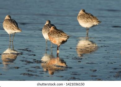 Bar Tailed Godwit New Zealand Stock Photo 1421036150 | Shutterstock