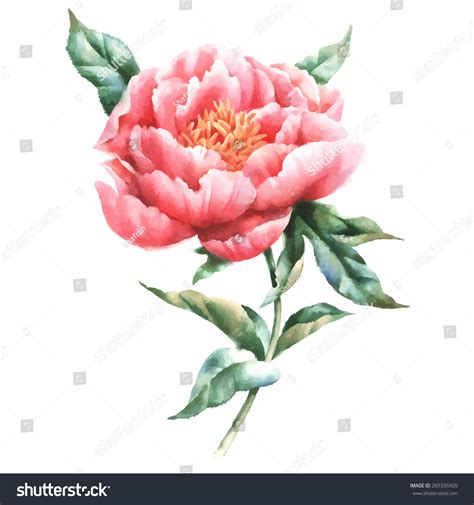 Peony Flower Watercolor Painting Stock Vector (Royalty Free) 265335920 ...