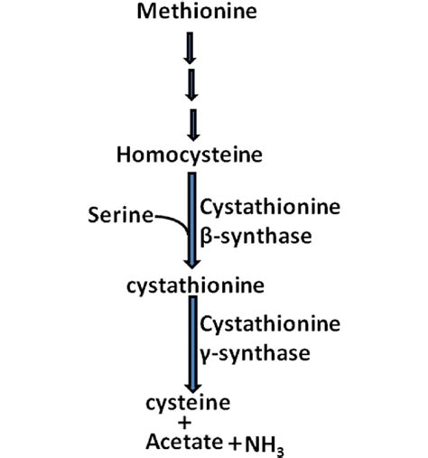 Cysteine biosynthesis pathway in humans where cysteine is synthesized ...