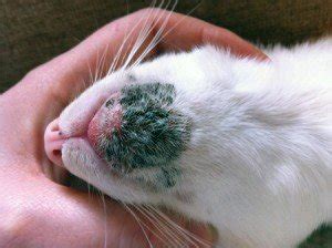 Feline Acne Treatment and Cures - Siamese Cats and Kittens