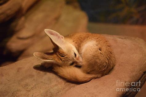 Fennec Fox sleeping Photograph by Jennifer Craft