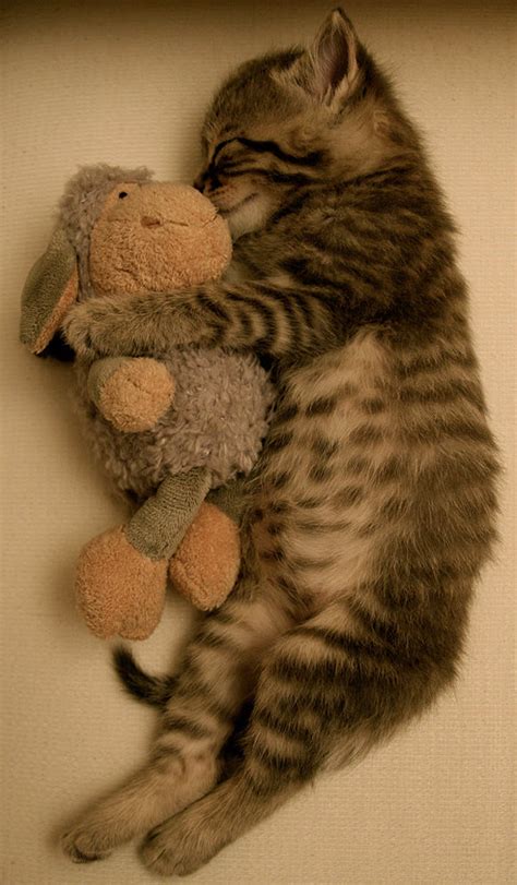 Precious Kitty Sleeping With Stuffed Animal... Pictures, Photos, and Images for Facebook, Tumblr ...