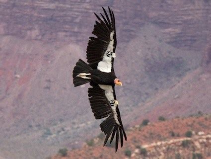 Wild condor nestcam goes live | Cornell Chronicle