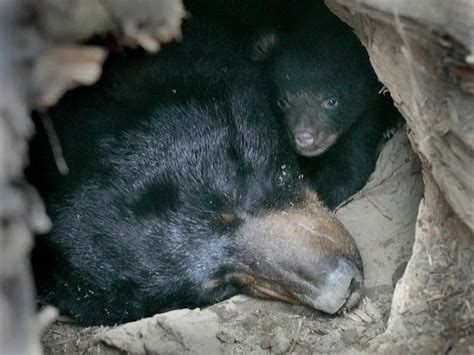 Why Amazing Discoveries About Bear Hibernation May Help Improve Human ...