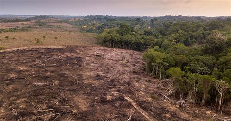 Is It Too Late to Save the Amazon Rainforest? | College of Natural Resources News