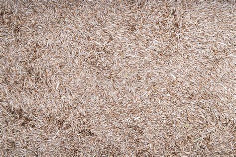 Organic Tall Fescue Grass Seed Stock Photo - Image of bulk, macro ...