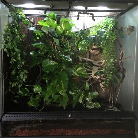 Bio-Active Terrarium Plants | A Walkthrough/-/ReptileApartment.com