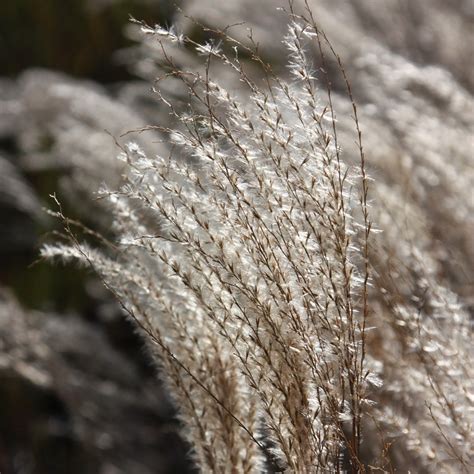 Buy silver grass Miscanthus sinensis 'Kleine Fontäne': Delivery by Waitrose Garden