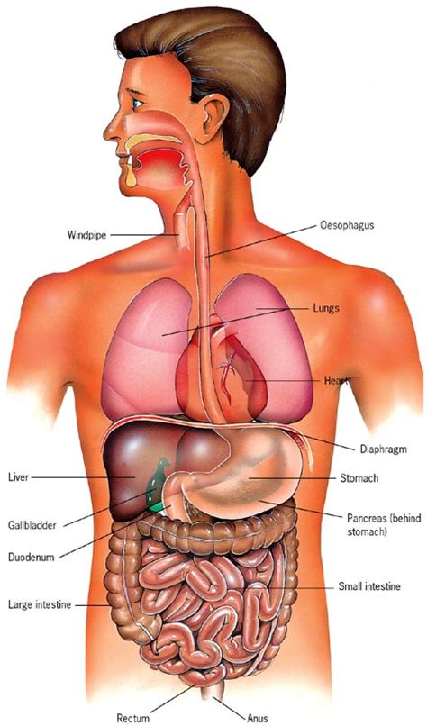 Abdominal Trauma - Intensive Care Hotline