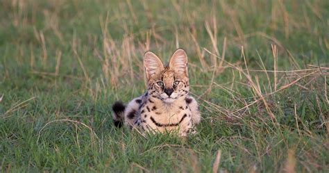 Animal life in Serengeti National Park - Information about predators, herbivores, reptiles and more