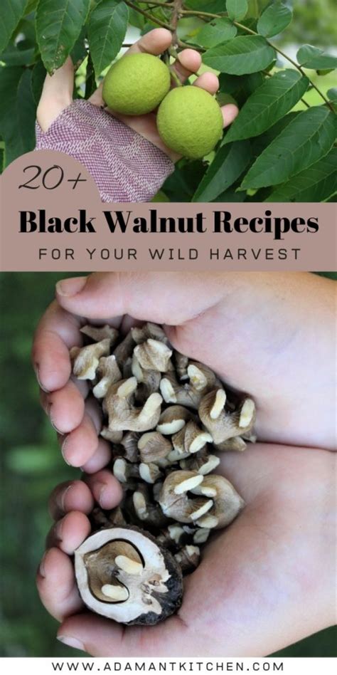 20+ Black Walnut Recipes - Adamant Kitchen