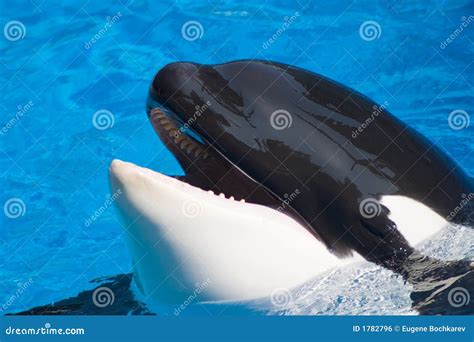 Killer whale is having fun stock photo. Image of celebrity - 1782796