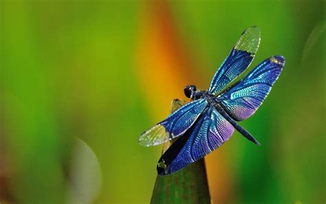 Free Dragonfly Wallpapers - Wallpaper Cave